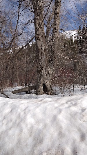 Albert Moser campsite photo 4 - Caribou-Targhee National Forest, Idaho