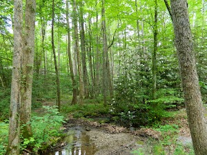 Appalachian Clubhouse campsite photo 5 - Great Smoky Mountains National Park, Tennessee