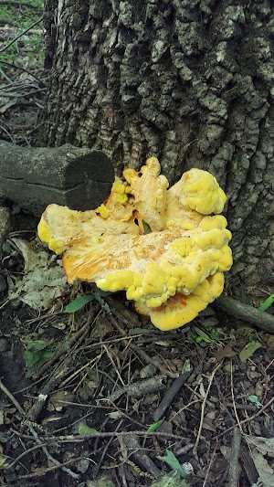 Arrowhead Point campsite photo 5 - Lake Greeson, Arkansas