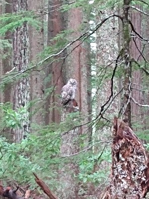 Bald Knob Lookout campsite photo 4 - Rogue River-Siskiyou National Forest, Oregon