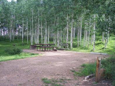 Campsite surrounded by aspen trees. 