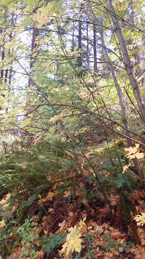 Boulder Flat Campground campsite photo 5 - Umpqua National Forest, Oregon