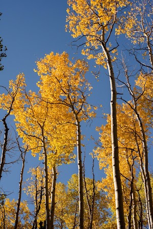 Brewery Creek Guard Station campsite photo 6 - Rio Grande National Forest, Colorado
