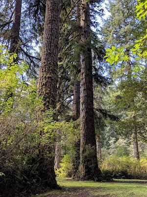 Canal Creek campsite photo 5 - Siuslaw National Forest, Oregon
