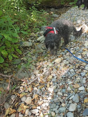 Chinquapin Group Campground campsite photo 5 - Rogue River-Siskiyou National Forest, Oregon