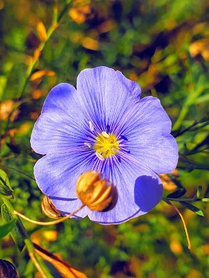 Clarks Ferry campsite photo 5 - Mississippi River - Pools 11-22, Iowa
