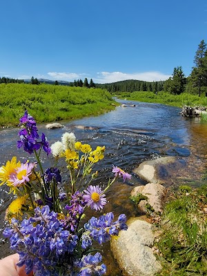 Dead Swede campsite photo 2 - Bighorn National Forest, Wyoming