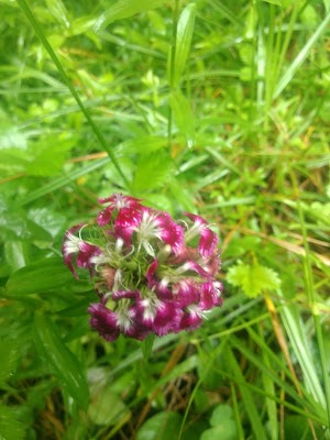 Donley Cabin campsite photo 5 - Cherokee National Forest, Tennessee