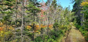 Duck Harbor Campground campsite photo 4 - Acadia National Park, Maine