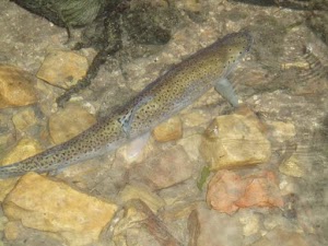 Eight Mile Guard Station campsite photo 4 - Caribou-Targhee National Forest, Idaho