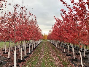 Limber Pine campground at Custer Gallatin National Forest, Montana