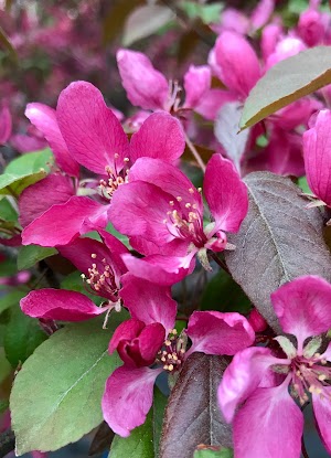 Limber Pine campsite photo 4 - Custer Gallatin National Forest, Montana