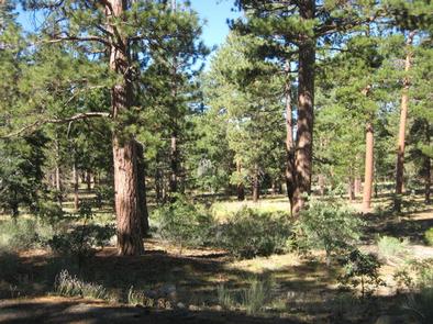 Lobo Group campground at San Bernardino National Forest, California