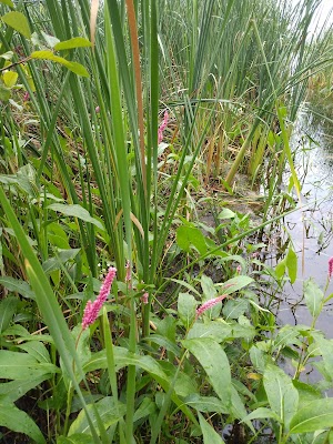 Mosomo Point campsite photo 5 - Chippewa National Forest, Minnesota