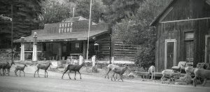 North Fork (id) campground at Sawtooth National Forest, Idaho