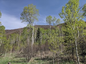 North Fork Campground campsite photo 4 - White River National Forest, Colorado