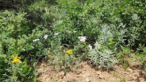 Ponderosa Group - Lake Isabel campsite photo 6 - Psicc, Colorado