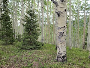 Pitkin campsite photo 4 - Grand Mesa, Uncompahgre and Gunnison National Forest, Colorado