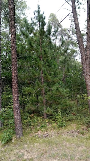 Rollways Campground campsite photo 5 - Huron-Manistee National Forests, Michigan