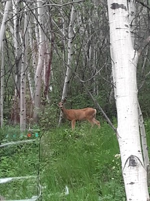 Ruedi Marina Campground campsite photo 2 - White River National Forest, Colorado