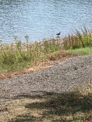 Scott Lake campsite photo 5 - Willamette National Forest, Oregon