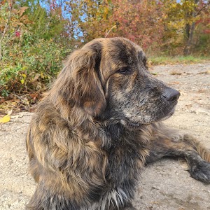 Scott Lake campsite photo 6 - Willamette National Forest, Oregon