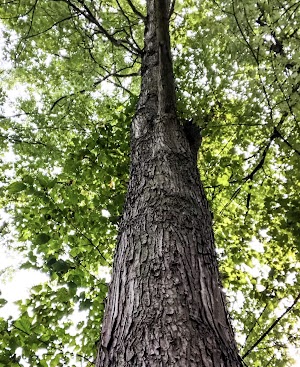 Spring Gap Campground campsite photo 4 - Chesapeake & Ohio Canal National Historical Park, Maryland