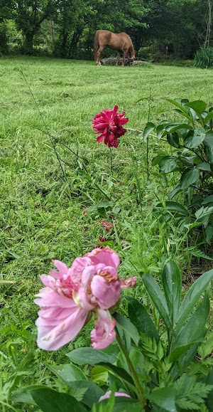 Springdale campground at Psicc, Colorado