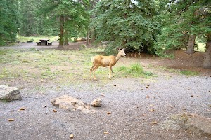 Thirty Mile campsite photo 5 - Rio Grande National Forest, Colorado