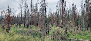 Trap Creek Campground campsite photo 3 - Sawtooth National Forest, Idaho