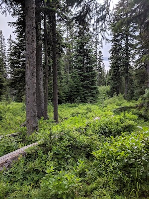 Target Meadows Campground campsite photo 2 - Umatilla National Forest, Oregon