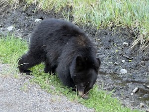 Tower Fall Campground campsite photo 4 - Yellowstone National Park, Wyoming