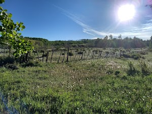 Transfer Campground campsite photo 4 - San Juan National Forest, Colorado