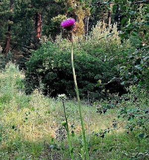 West Dolores Campground campsite photo 4 - San Juan National Forest, Colorado
