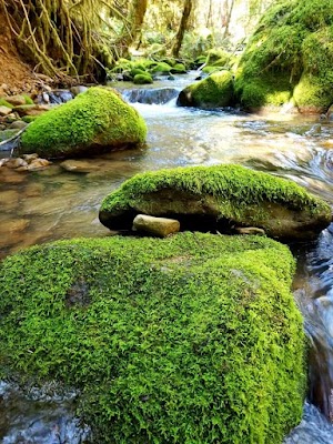 Whiskey Springs Campground campsite photo 4 - Rogue River-Siskiyou National Forest, Oregon