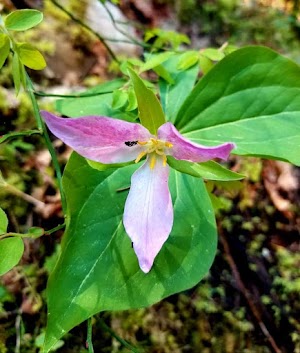 Whiskey Springs Campground campsite photo 6 - Rogue River-Siskiyou National Forest, Oregon