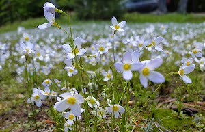 White Ledge Campground campsite photo 5 - White Mountain National Forest, New Hampshire