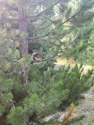 Whiskey Grove Campground campground at Bridger-Teton National Forest, Wyoming