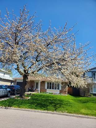 71 Grassington Crescent Brampton Ontario Canada Sale residential Jose Oscar Goncalves & Maria Domingues iCloud Realty Ltd. 