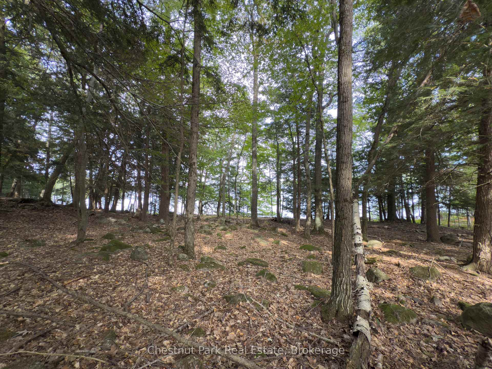 Land/Vacant Land's Image 19