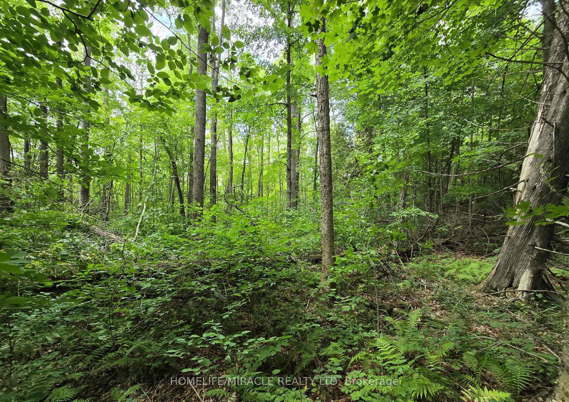 000 Cedar Sands Road Rideau Lakes Ontario Canada Sale residential Shabnam Khan HomeLife/Miracle Realty Ltd., Brokerage *