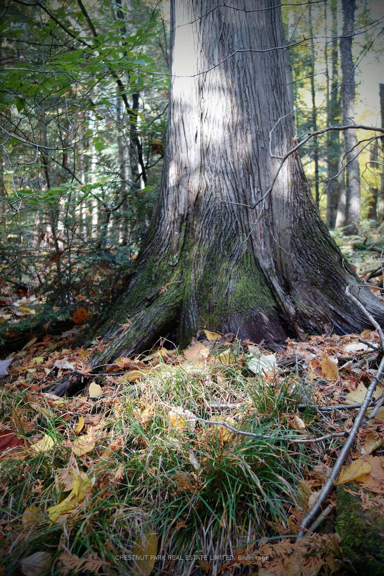 Land/Vacant Land's Image 38