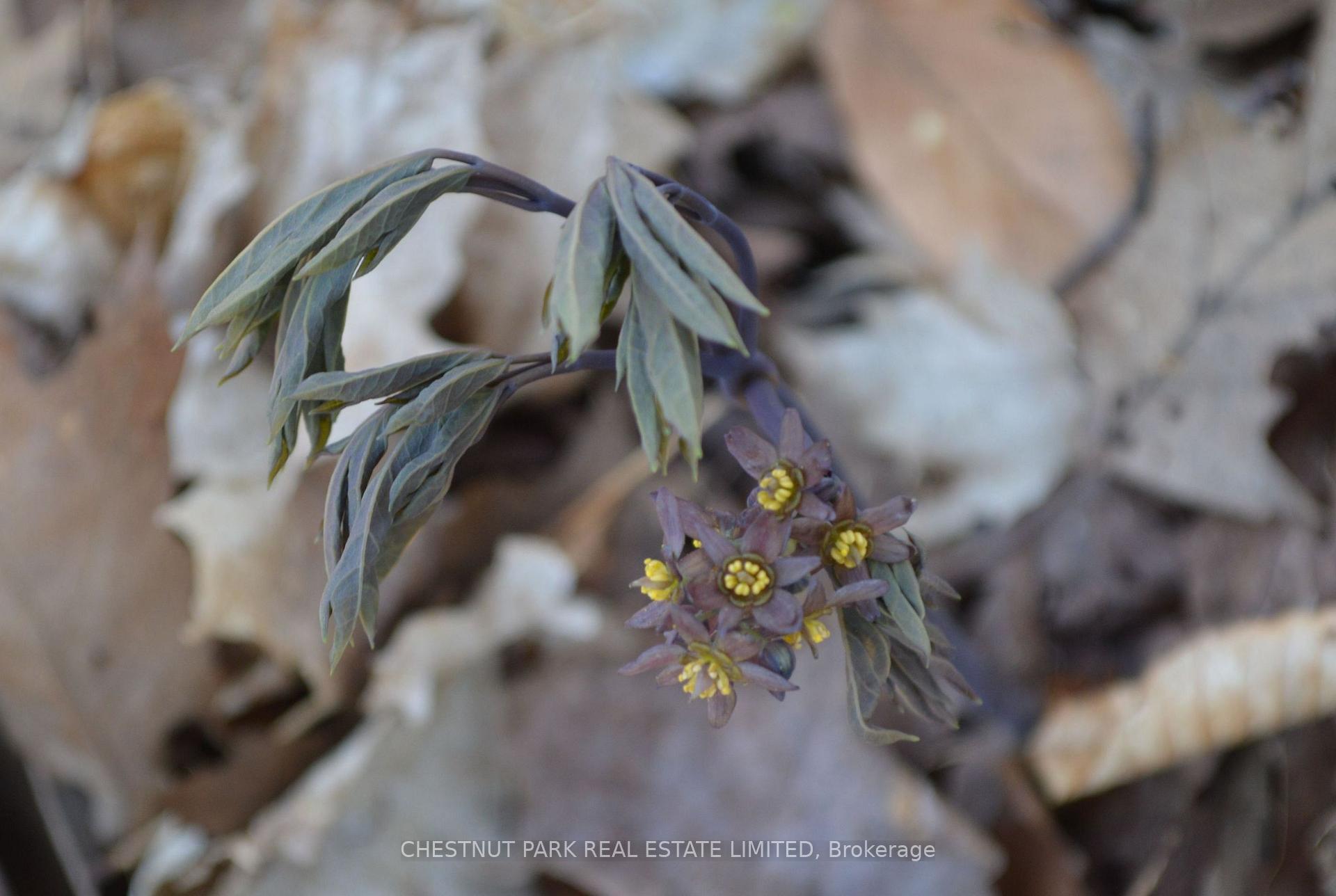 Land/Vacant Land's Image 31