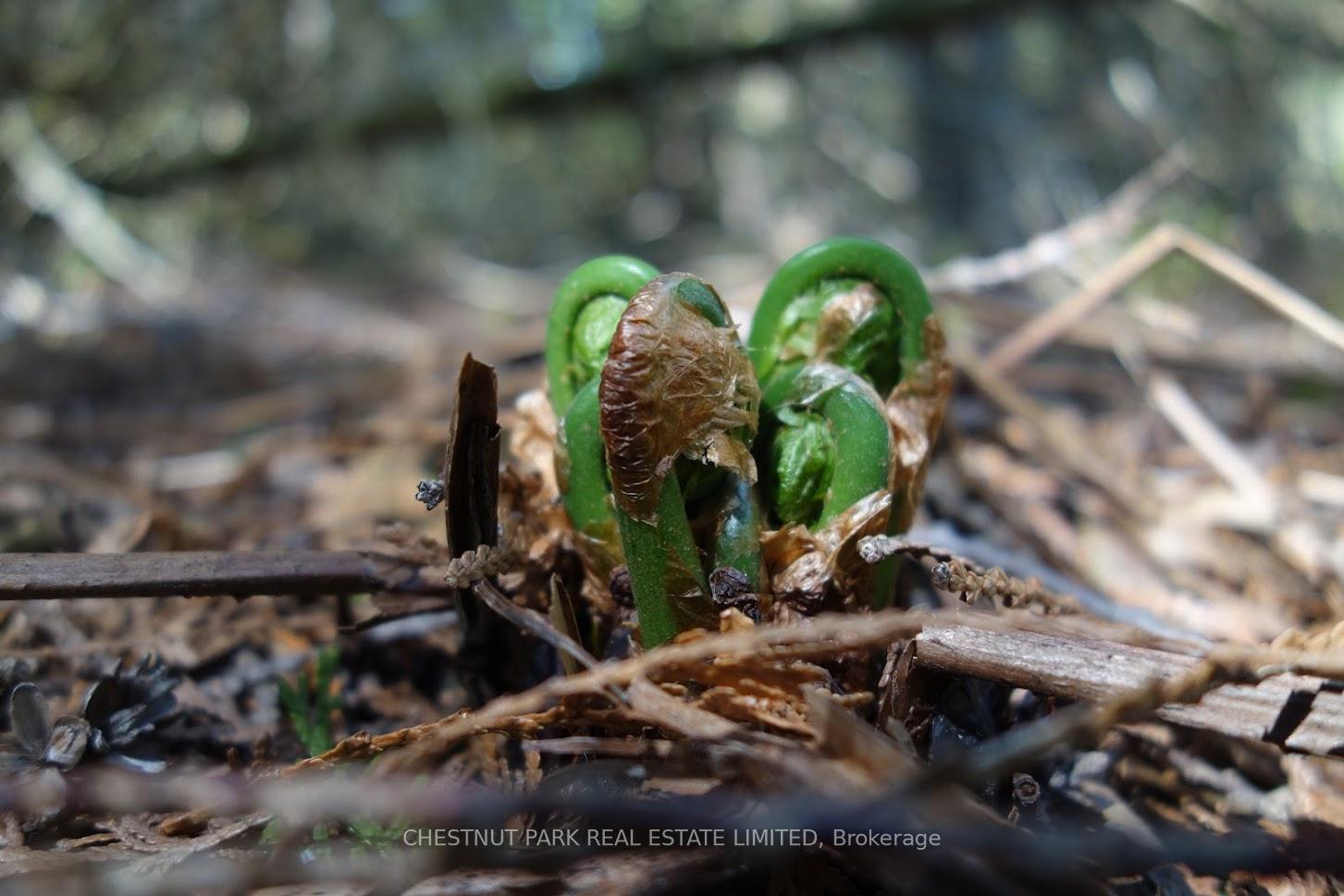 Land/Vacant Land's Image 30