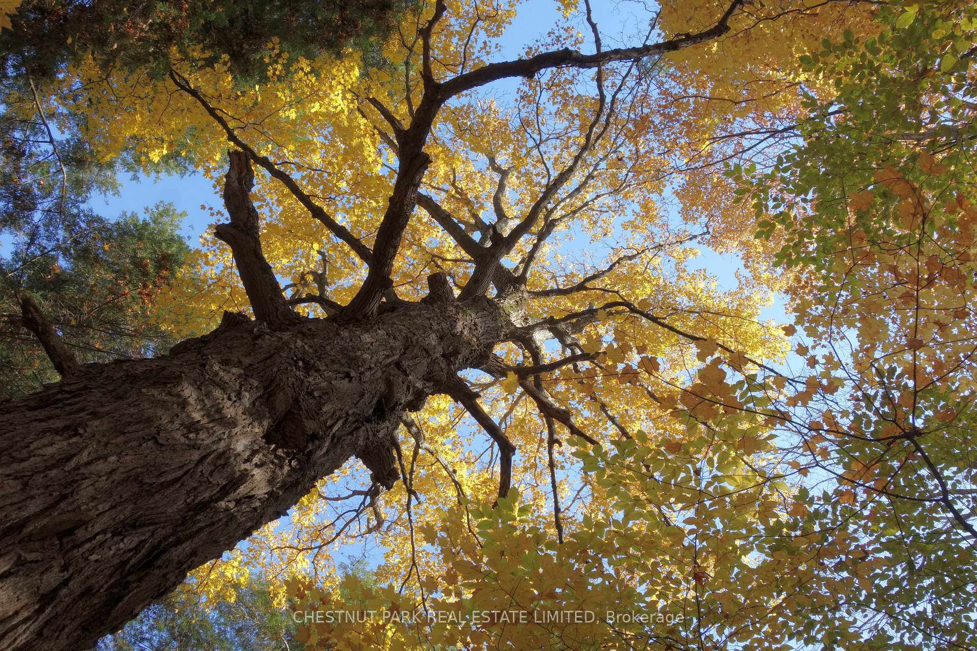 Land/Vacant Land's Image 32