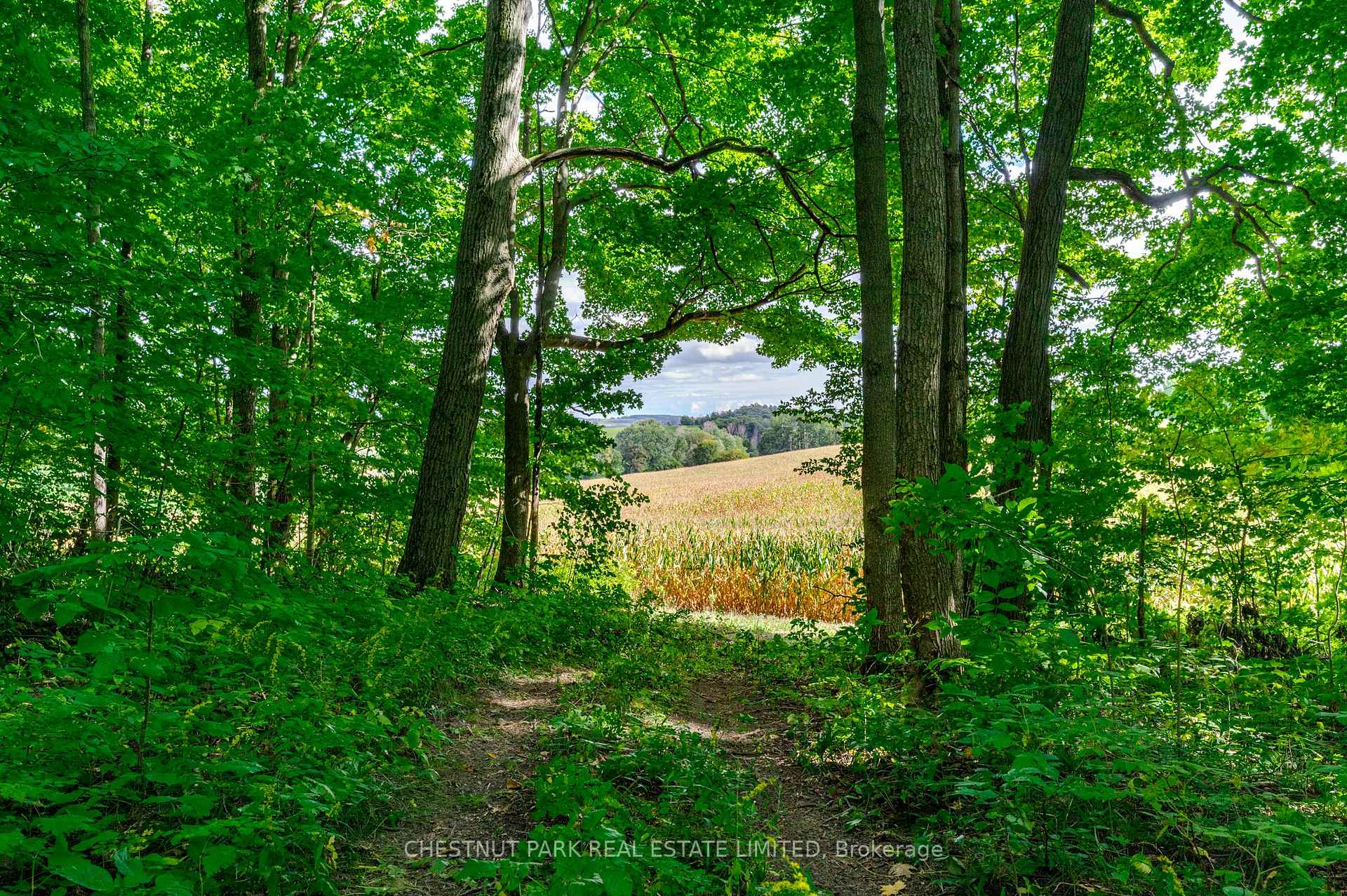 Land/Vacant Land's Image 14