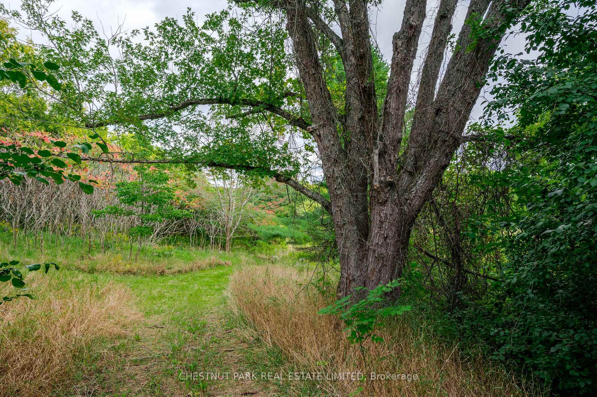 Land/Vacant Land's Image 8