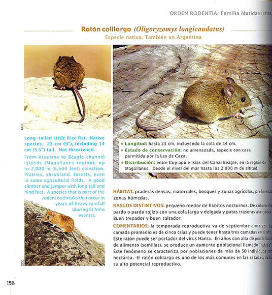 Ilustración de Fauna de Chile: Vertebrados de la zona mediterránea