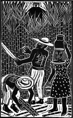 Ilustración de Lobo Cimarrón