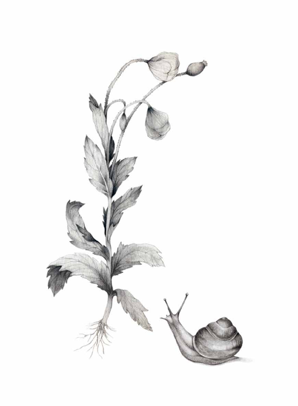 Ilustración de La selección natural